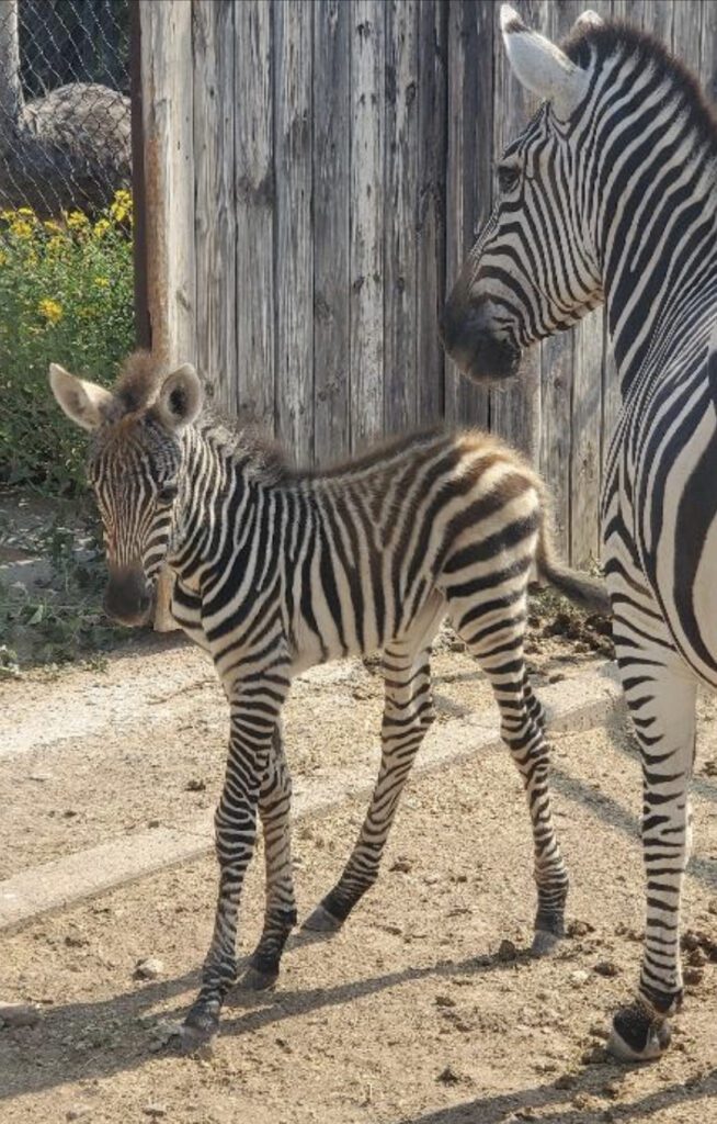 Zebra baby