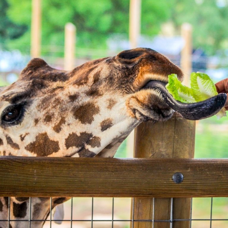 have you ever fed a giraffe