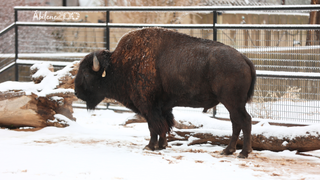 Abilene Zoo Bison